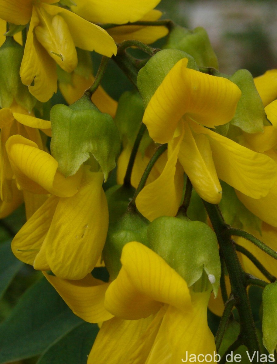 Calpurnia aurea (Aiton) Benth.